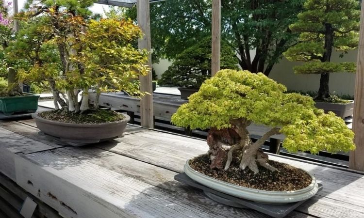 bonsai-landscape