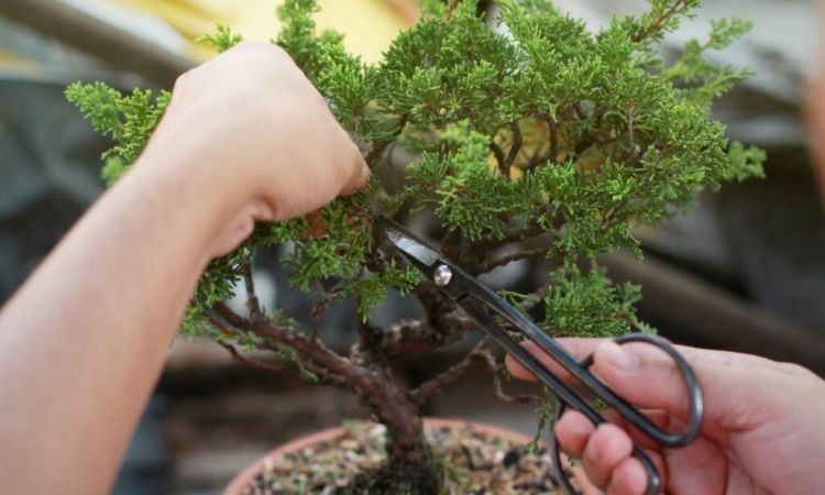 Pruning Bonsai: The Right Procedure For The Perfect Cut