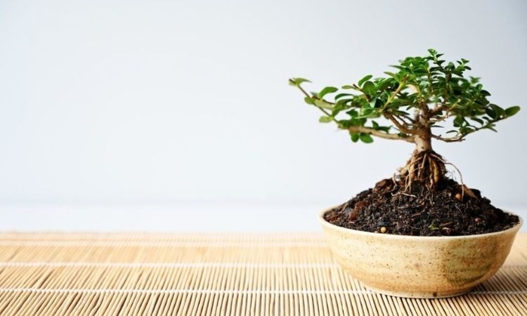 bonsai-small