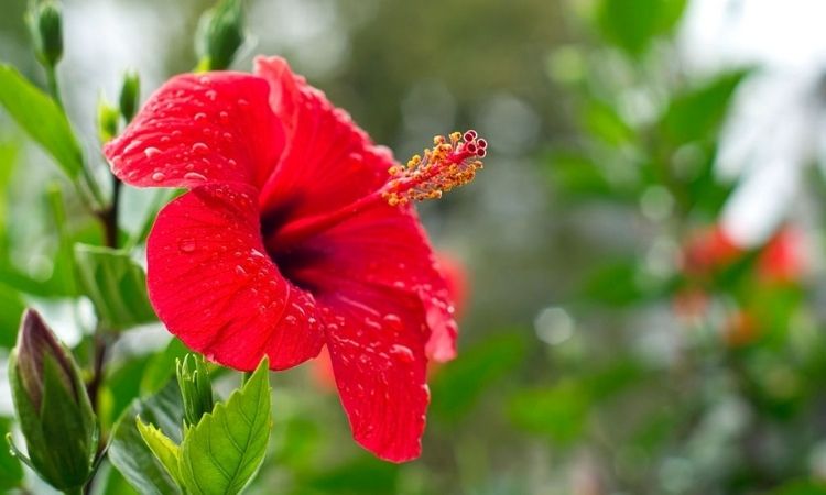 drops of water on red hibiscus flower