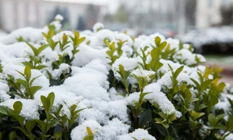 evergreen plants under snow