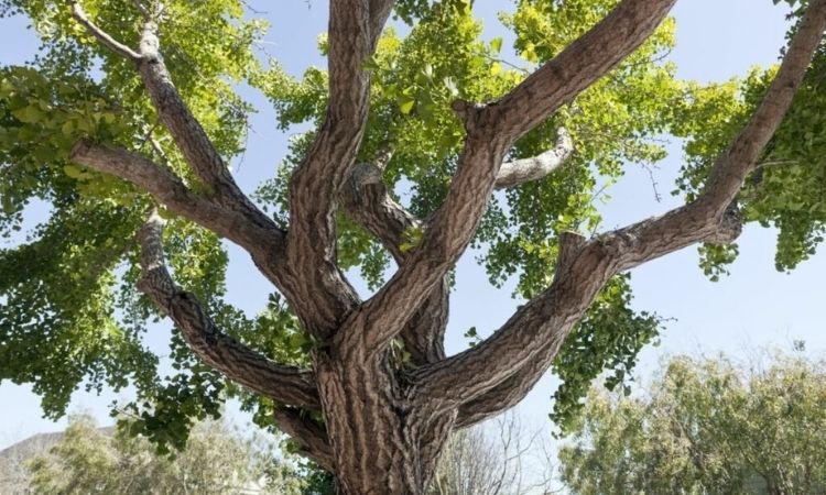 ginkgo-tall-tree