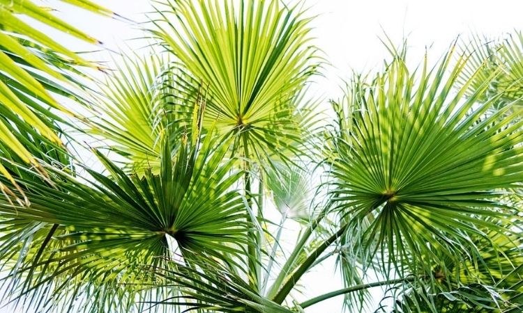 hameron fan palm leaves
