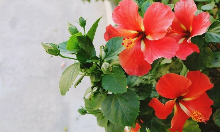 Fertilize Hibiscus: Care Tips For The Perfect Bloom