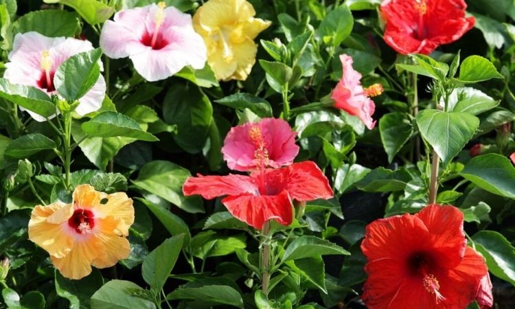 The 50 Most Beautiful And Hardy Hibiscus Varieties