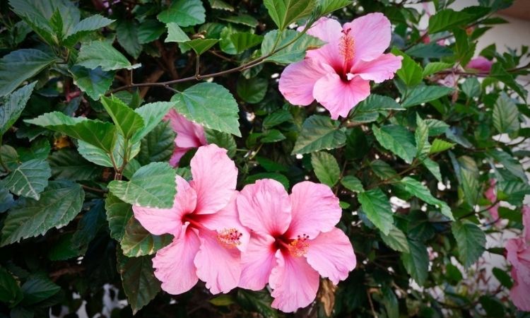 hibiskus-pink-flowers