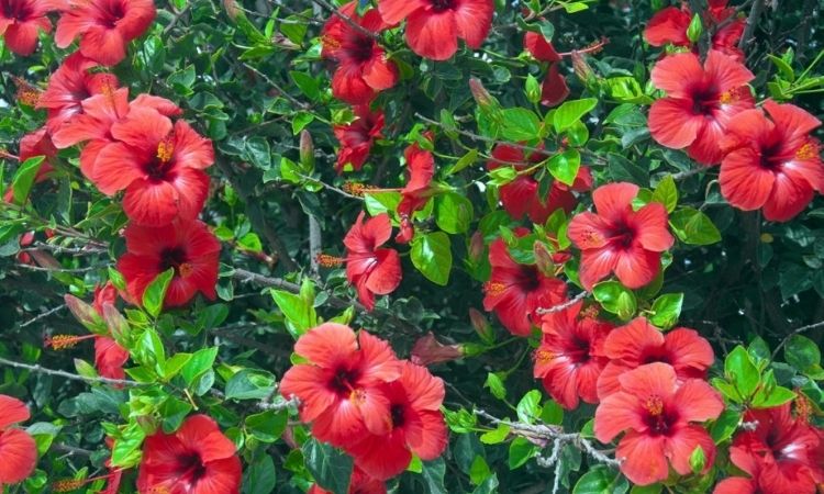 hibiskus-red-flowers
