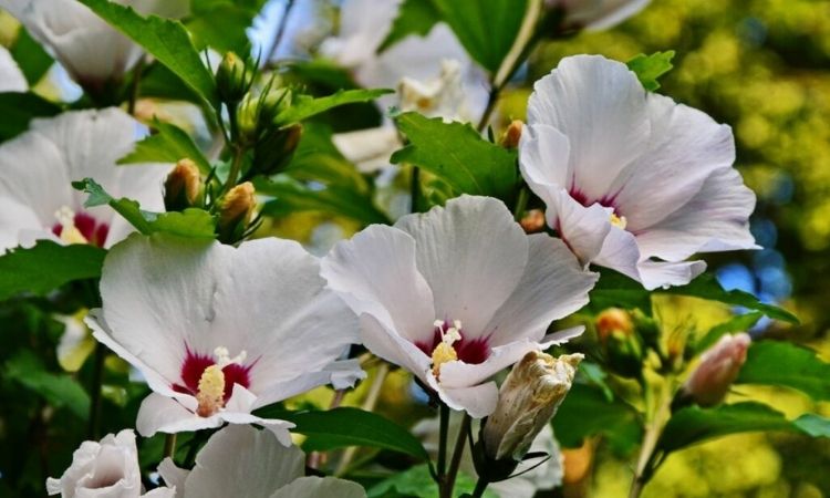 How To Plant And Care Hibiscus: Expert Tips For Location And Propagation