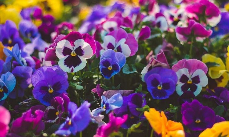 pansy flower colorful