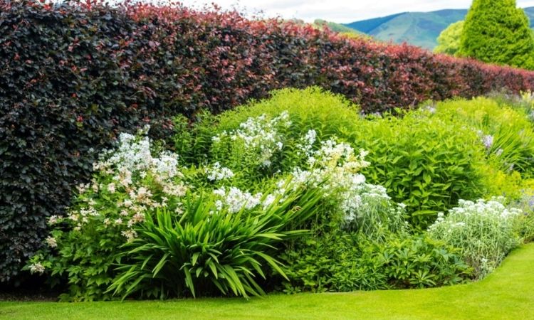 Top 15 Plants For Privacy At Garden And Balcony