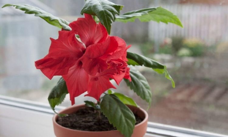 red-hibiscus-flower-in-the-pot