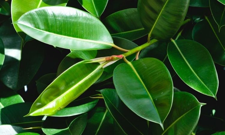 Rubber Tree (Ficus elastica): Tips On Care, Pruning & Propagation