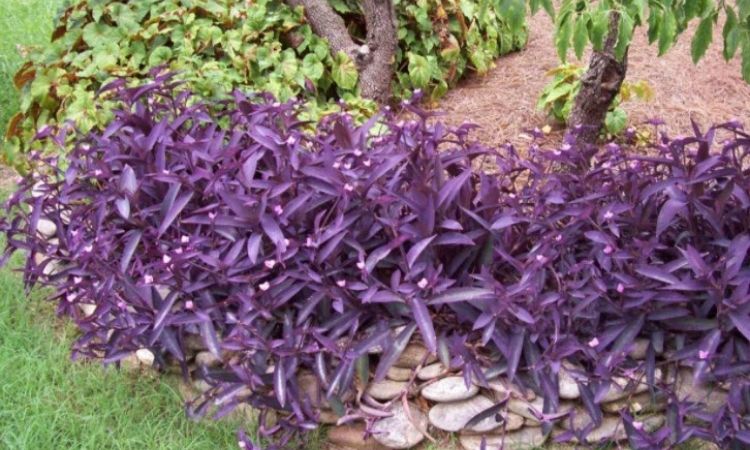 Setcreasea Purpurea (Purple Heart)