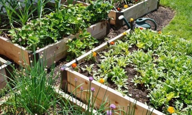 10 Tips For The Perfect Raised Garden Beds