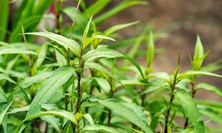 Vietnamese Coriander – How Do You Use, Care And Growing