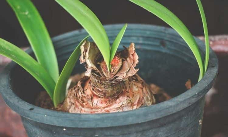 amaryllis-plant-in-the-pot