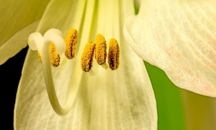 amaryllis pollination