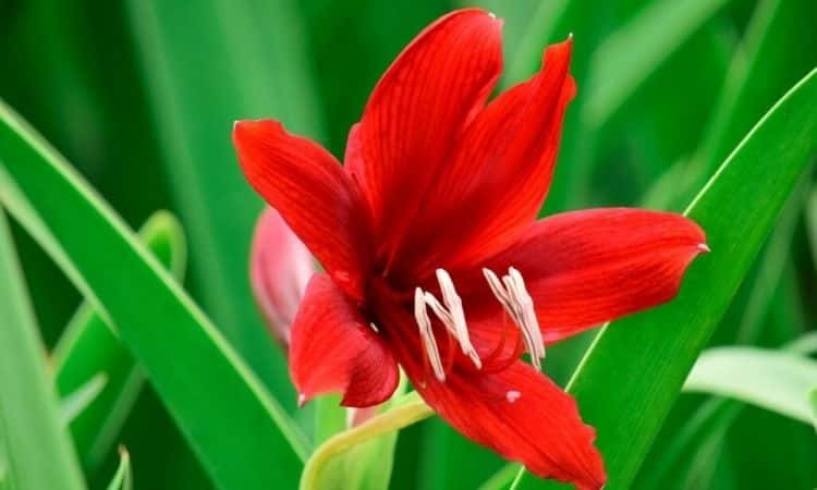 amaryllis-red-plant-blooming