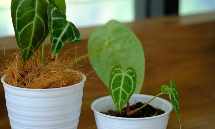 anthurium-young-plant