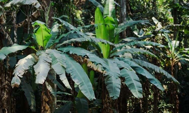 banana tree leaves