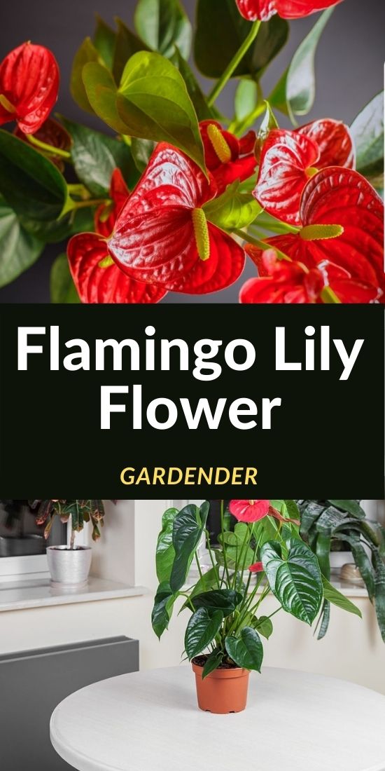 flamingo lily plant