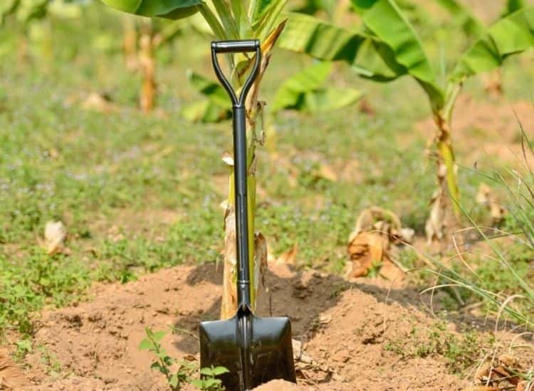 planting-banana-tree