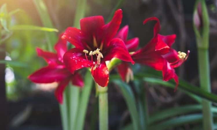 red-flower-amaryllis-blooming