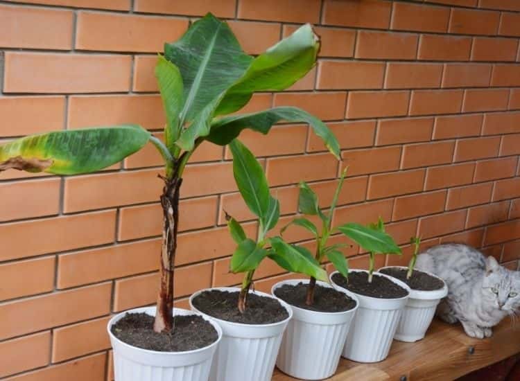 repot-banana-plant