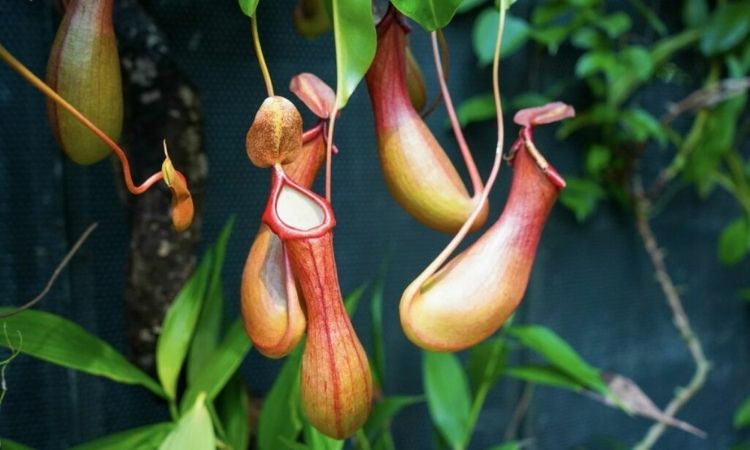 Pitcher Plant: Care, Flowering And Location Of The Carnivorous Plant
