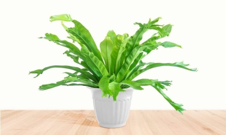 Bird`s Nest Fern: Care And Location Of The Houseplant