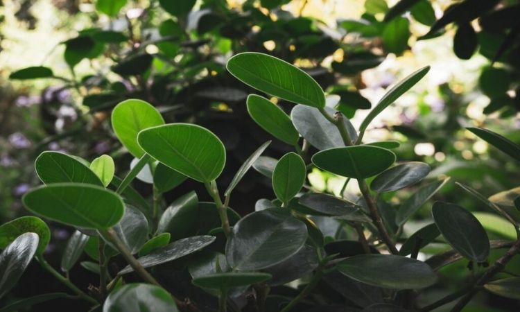 clusia green leaves