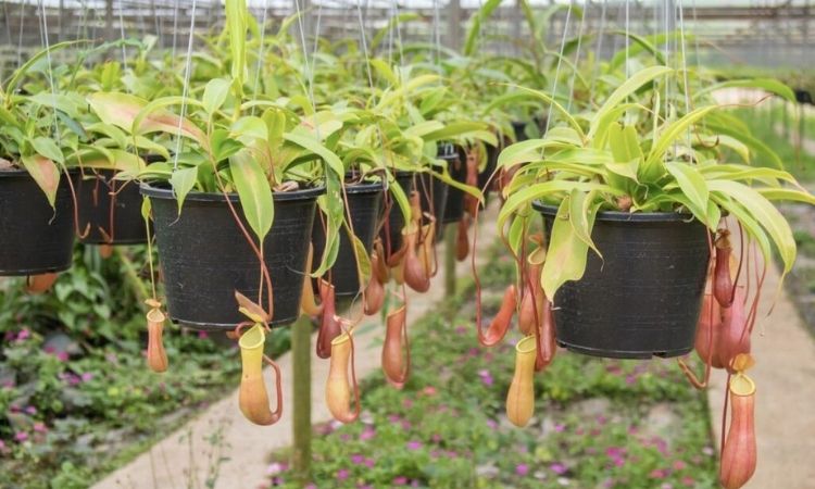 pitcher plant pot