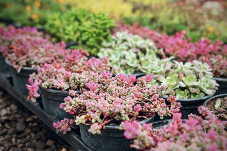 A common feature of the Sedum species are the fleshy leaves that the plants use to store water