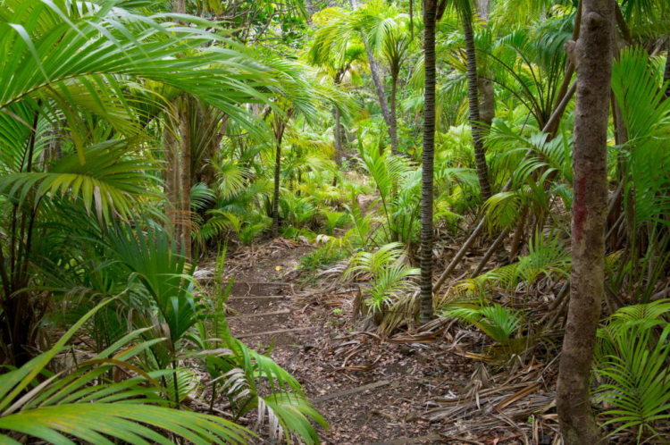 A forest of Howea belmoreana on Lord Howe Island