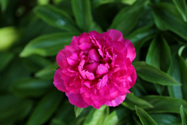Peonies Transplanting: Location, Timing And Instructions