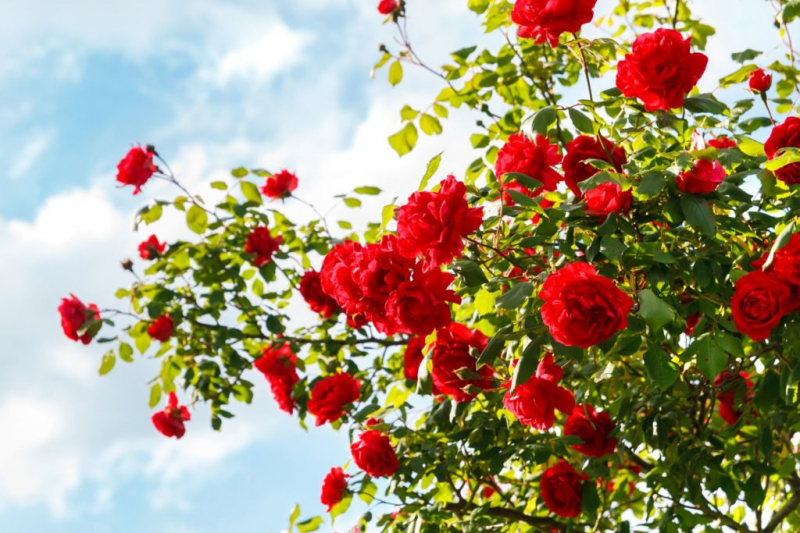 A healthy rose is less likely to be attacked by powdery mildew and other harmful fungi
