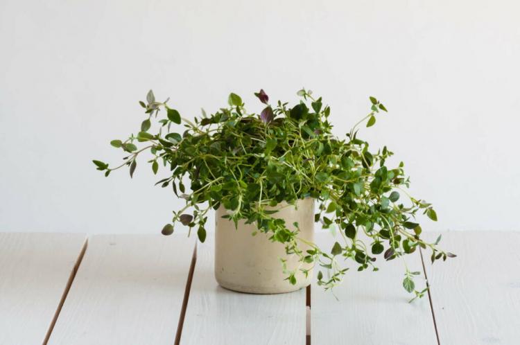 A south-facing window is ideal for the oregano