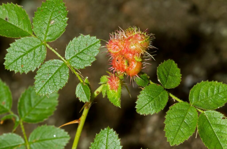 An infestation by the rose gall wasp can be recognized by the striking galls