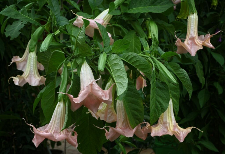 Popular Hybrid Angel Trumpet Tree Small Shrub Brugmansia Ecuador Pink 10 Seeds