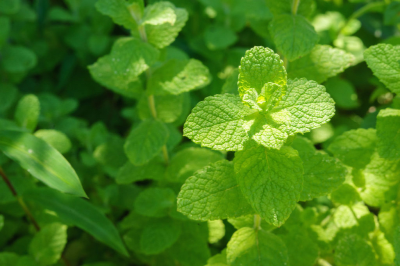 Apple mint is also called round-leaved mint because of its round leaves