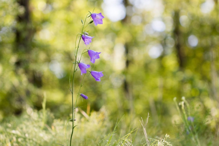 As native wild plants, bluebells are often found in nature