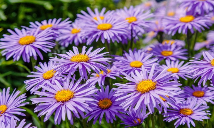 Aster alpinus purple flowers