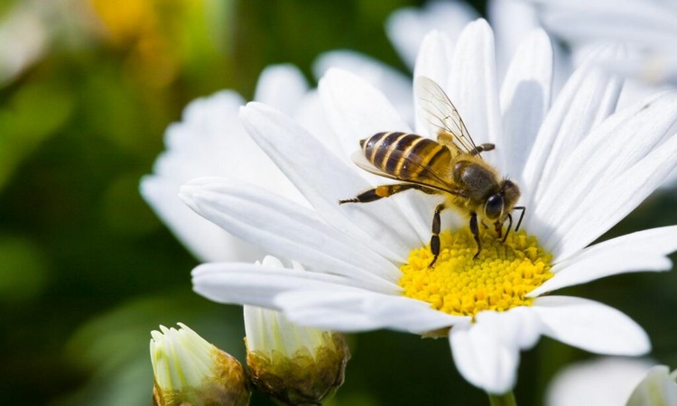 Bees In The Garden: Everything You Need To Know About It