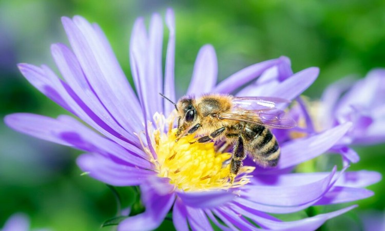 Bee Friendly Perennials: The Most Beautiful Bee Perennials For The Garden