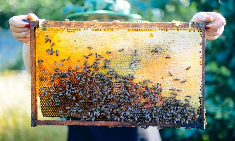 Bees honeycomb harvest beekeeper