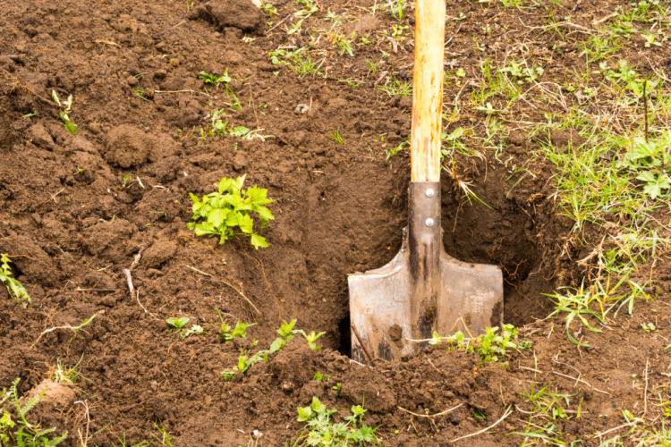 Before planting, planting holes must be dug