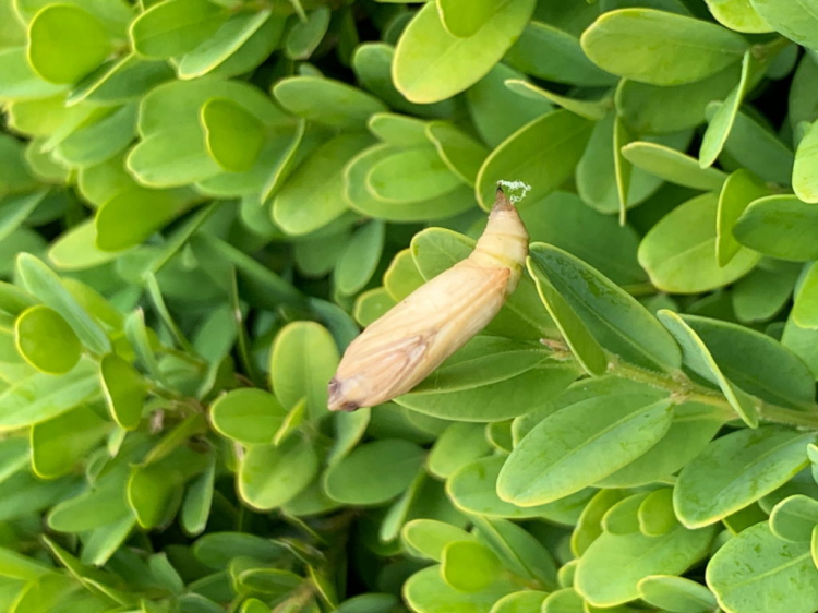 Before the boxwood moth caterpillar turns into a butterfly, it pupates in a cocoon