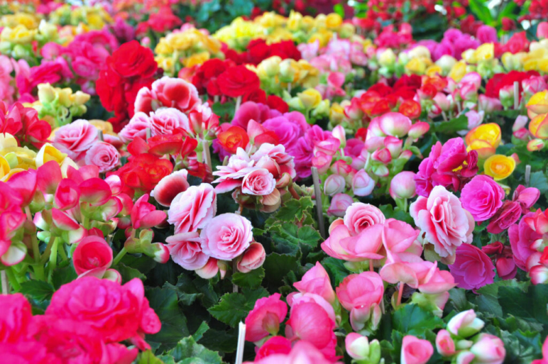 Begonias: Expert Tips on Planting And Caring For