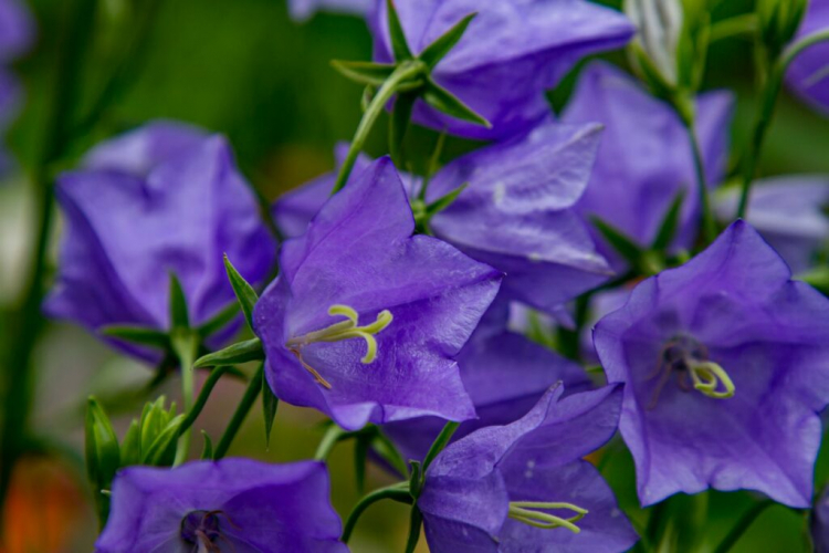 Bellflower: Everything You Need To Know About Planting And Caring For The Campanula
