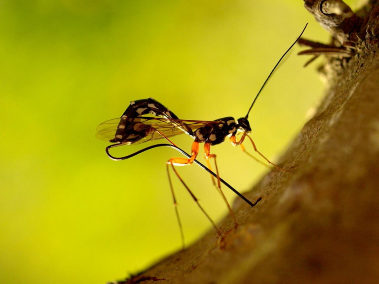 Beneficial organisms such as parasitic wasps can be used to combat it